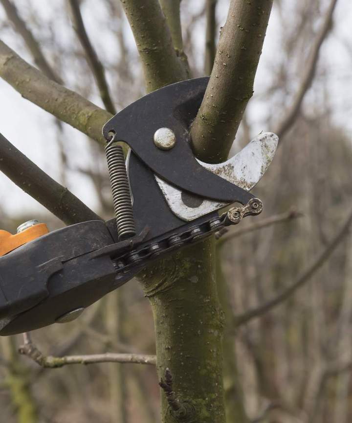 Travaux d'élagage d'arbre Hesdin