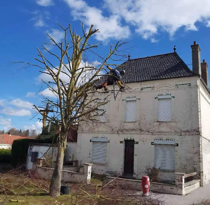 Soins experts pour la santé de vos arbres